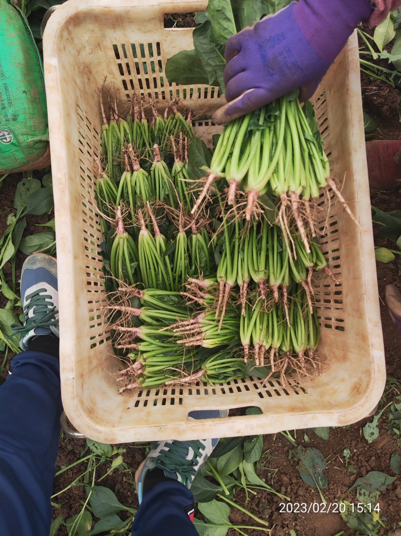 云南菠菜，精品大叶菠菜大量上市产地直发量大从优