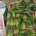 云南菠菜，精品大叶菠菜大量上市产地直发量大从优