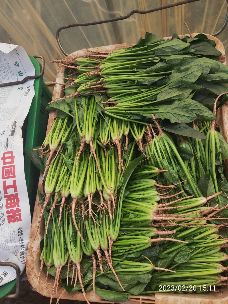 云南菠菜，精品大叶菠菜大量上市产地直发量大从优