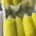 【荐】博洋61博洋甜瓜博洋六一对接电商市场商超网红带货发全国