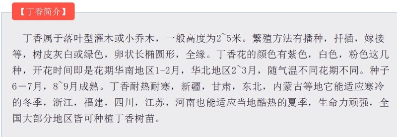 紫丁香种子丁香树种子北方耐寒优质紫丁香花种子暴马丁香种籽