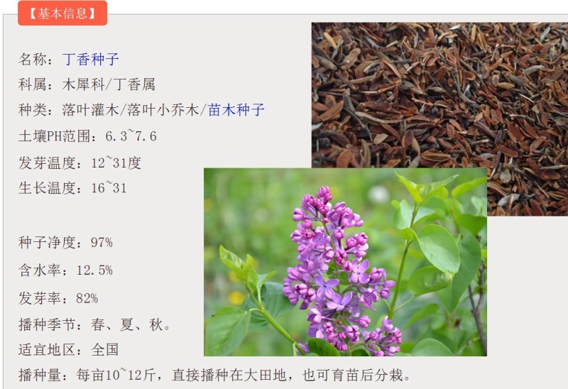 紫丁香种子丁香树种子北方耐寒优质紫丁香花种子暴马丁香种籽