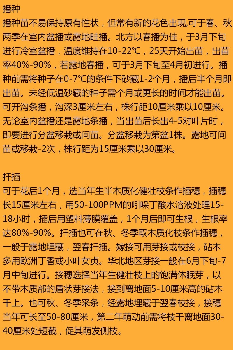 紫丁香种子丁香树种子北方耐寒优质紫丁香花种子暴马丁香种籽