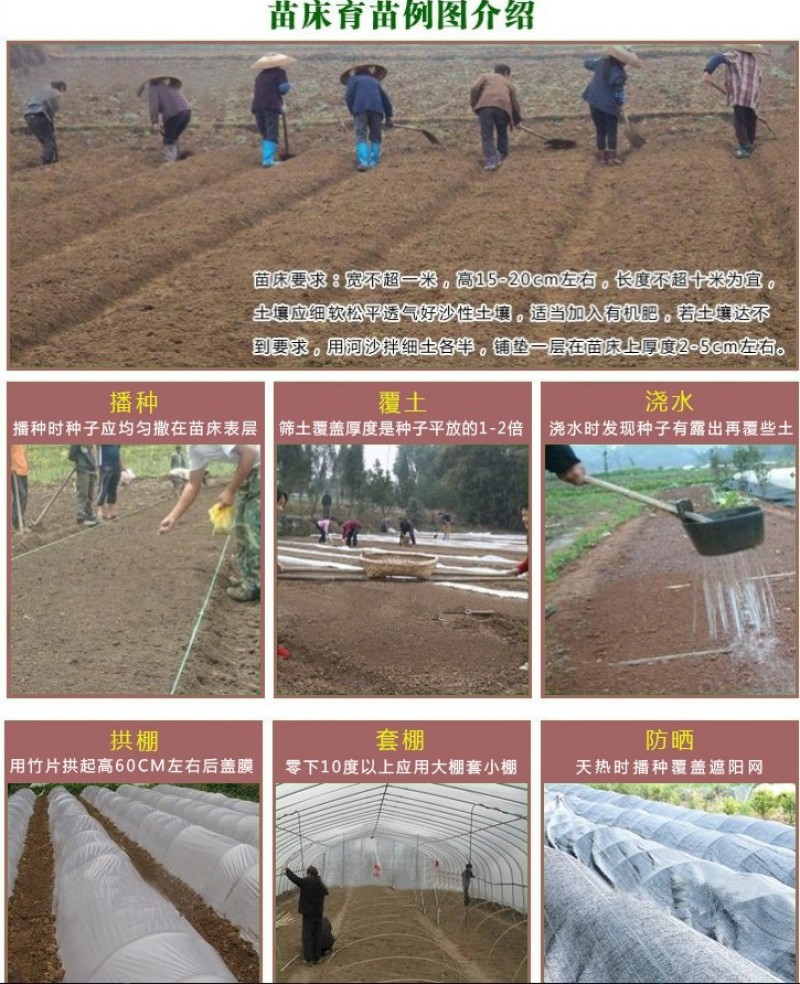 紫丁香种子丁香树种子北方耐寒优质紫丁香花种子暴马丁香种籽