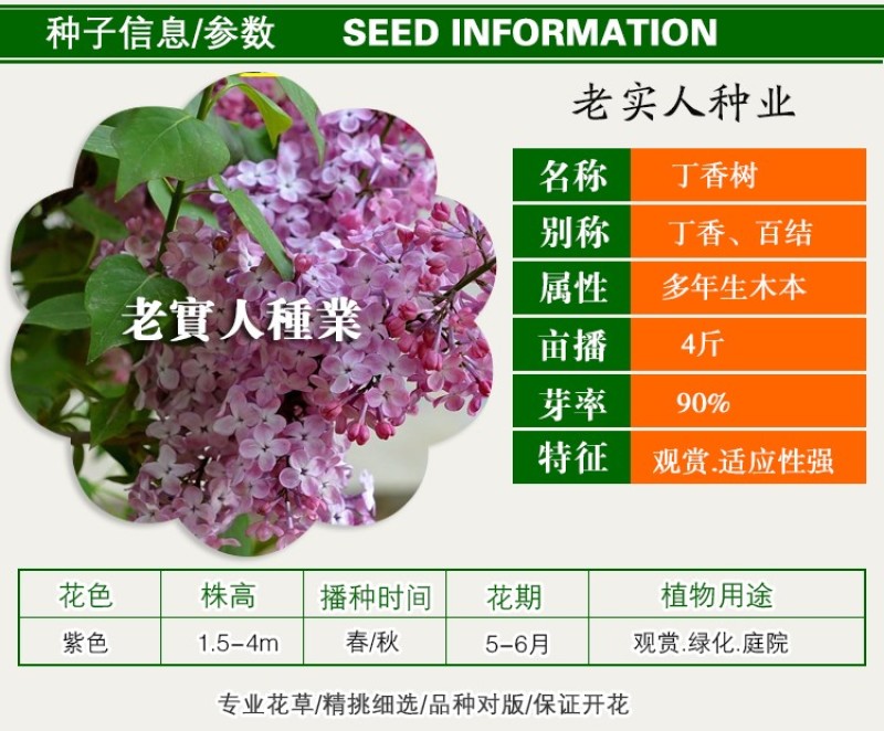 紫丁香种子丁香树种子北方耐寒优质紫丁香花种子暴马丁香种籽