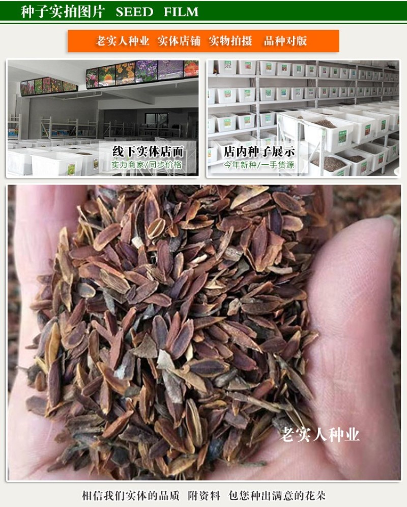 紫丁香种子丁香树种子北方耐寒优质紫丁香花种子暴马丁香种籽