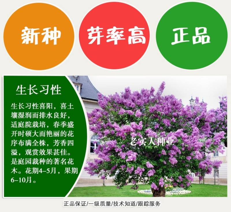 紫丁香种子丁香树种子北方耐寒优质紫丁香花种子暴马丁香种籽