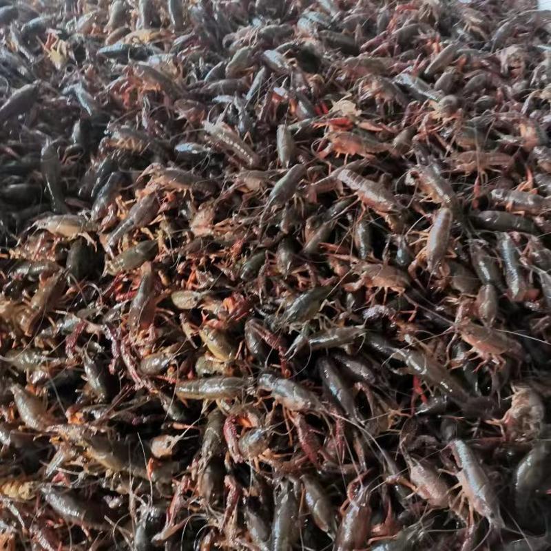 湖北荆州小龙虾大量上市精品货源基地直发欢迎电联