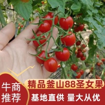 精品釜山88圣女果小番茄基地直供大量上市品质保证诚信经营