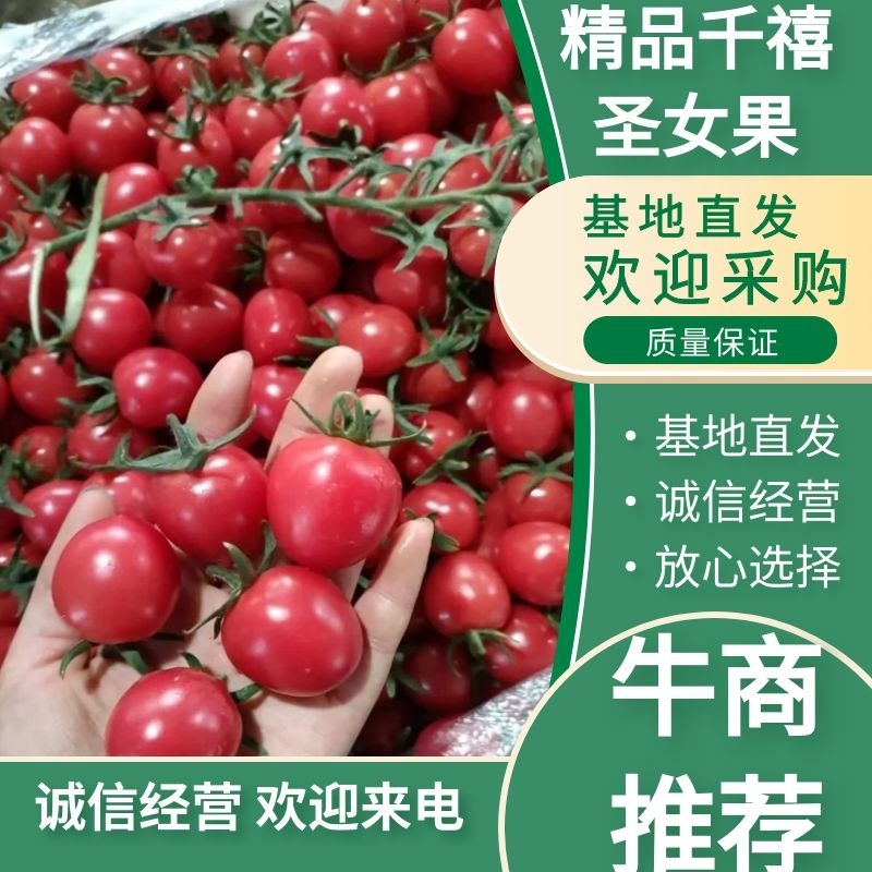 精品千禧圣女果大量上市品质保证诚信经营对接商超批发商