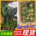 云南菠菜，精品大叶菠菜大量上市产地直发量大从优