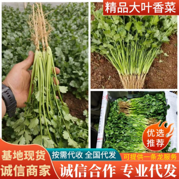 云南香菜，云南产地直发，货源充足，欢迎来电咨询