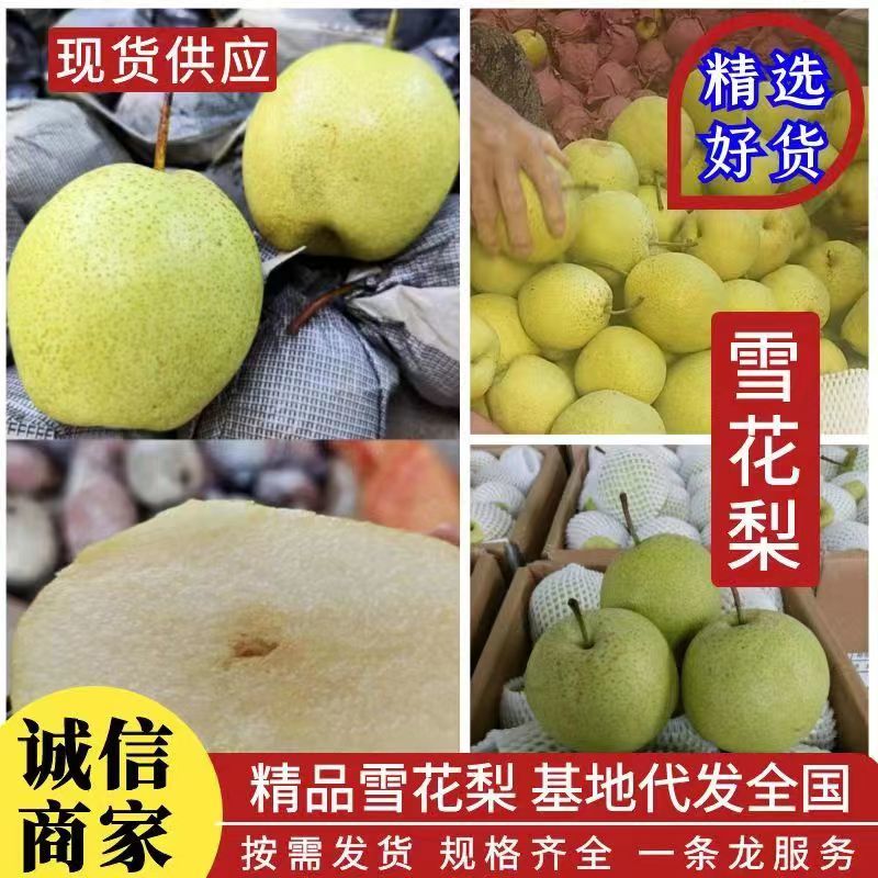 【实力商家】河北石家庄精品雪花梨45型60型筐装香甜