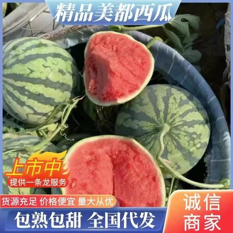 湖北西瓜一手货源，8424美都西瓜，现摘现发。