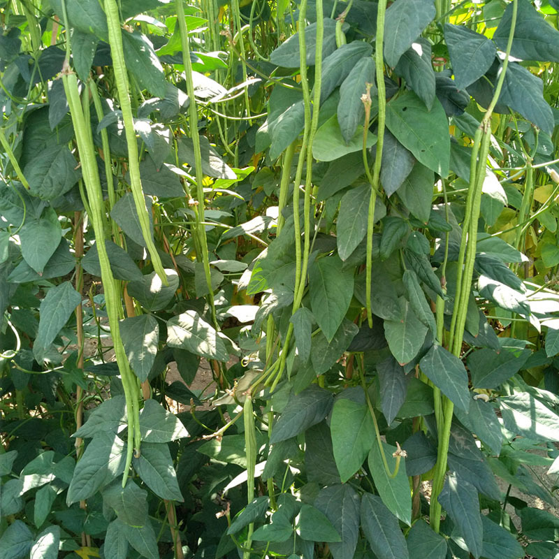 豇豆种子长豆角种籽高产四季架豆摘不败特长芸豆扁豆大全蔬菜