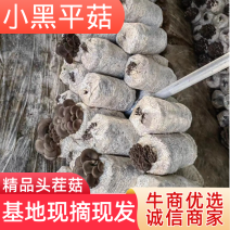 头茬，小黑平菇，精品供应，基地现摘现发，保质保量