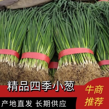 精品四季小葱大量上市欢迎老板前来咨询订购
