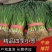 精品四季小葱大量上市欢迎老板前来咨询订购