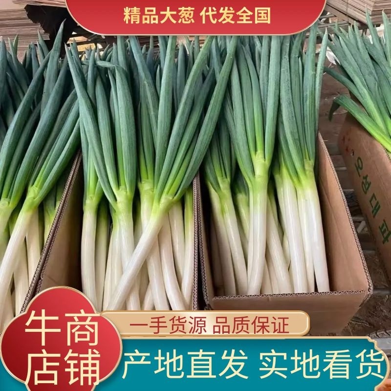 大葱山东安丘基地优质铁杆大葱网袋打冷净葱，保质保量