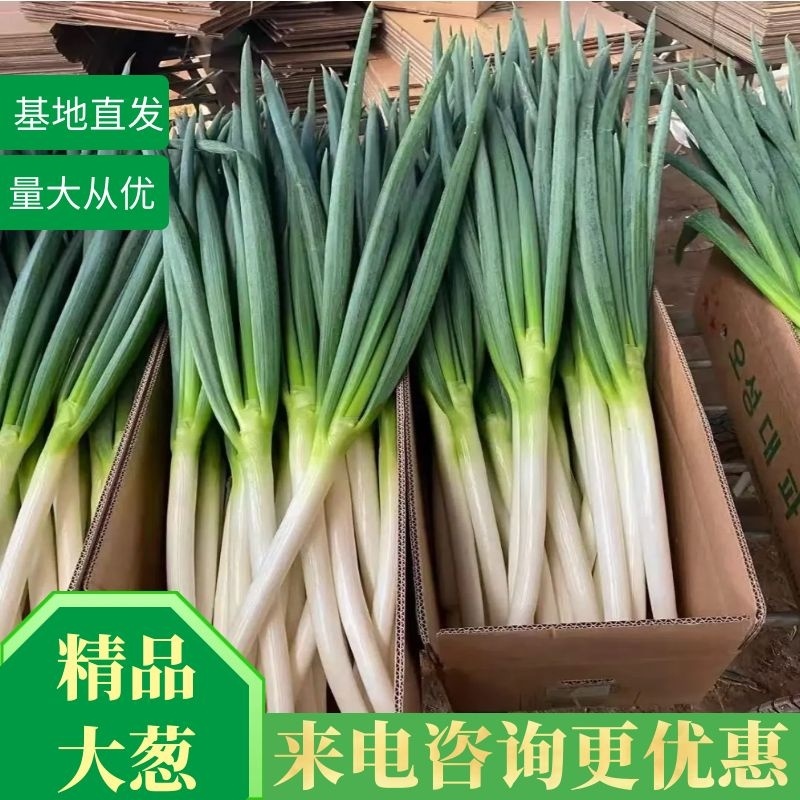 安丘大葱网袋裁叶净葱【铁杆大葱】产地直供铁杆大葱保证质量