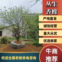 丛生香橼，单杆香橼，15-40公分规格齐全，基地直供
