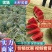 陕甘宁无籽美都基地直供一手货源欢迎砸单