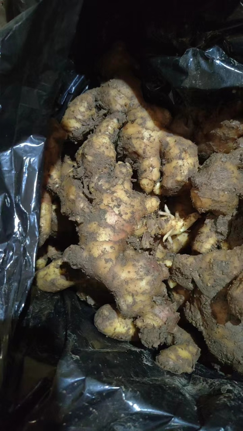 大黄姜生姜价格，山东生姜价格