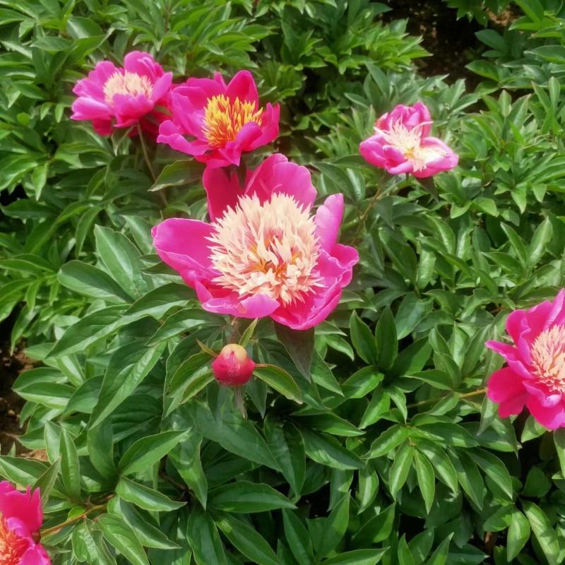 千层白色芍药种球全国发货保真保质价格优惠