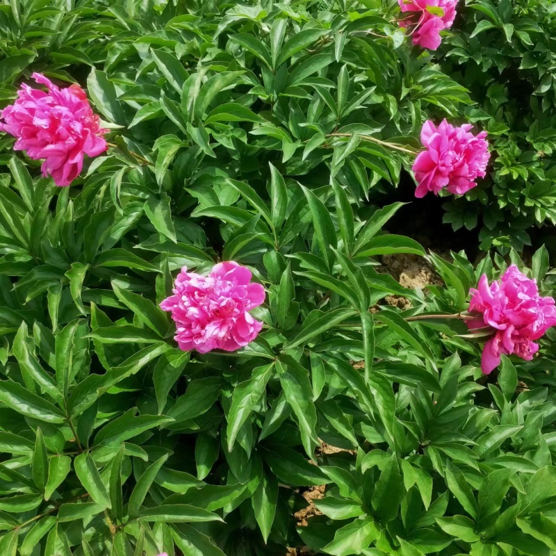 千层白色芍药种球全国发货保真保质价格优惠