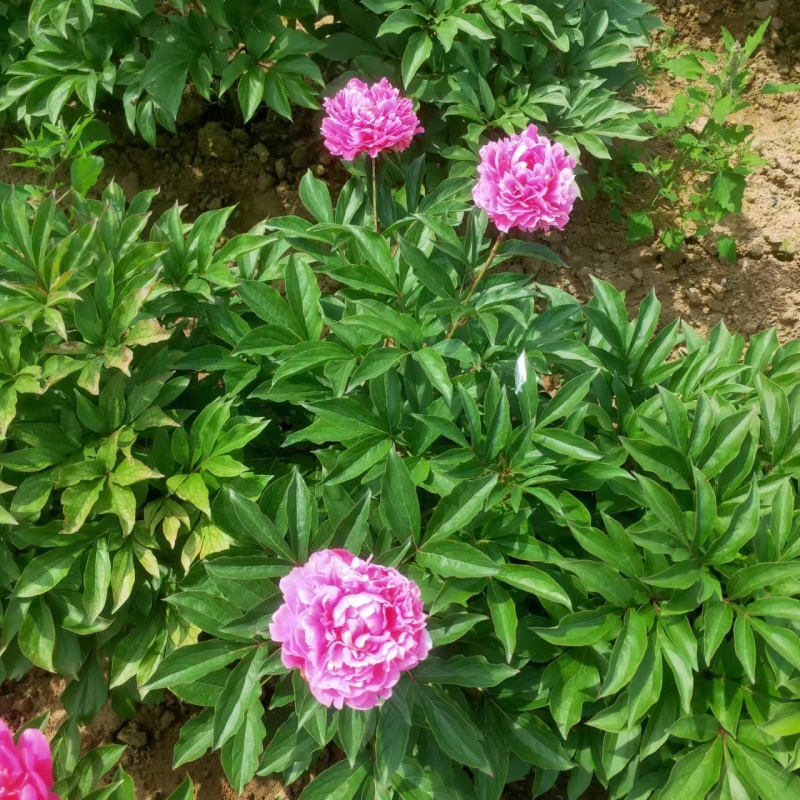 千层白色芍药种球全国发货保真保质价格优惠