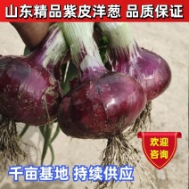 山东紫皮洋葱洋葱大量上市供应各大市场电商欢迎咨询