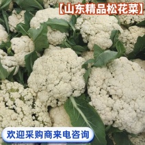 【山东松花菜】山东花菜产地直发可视频看货供应全国