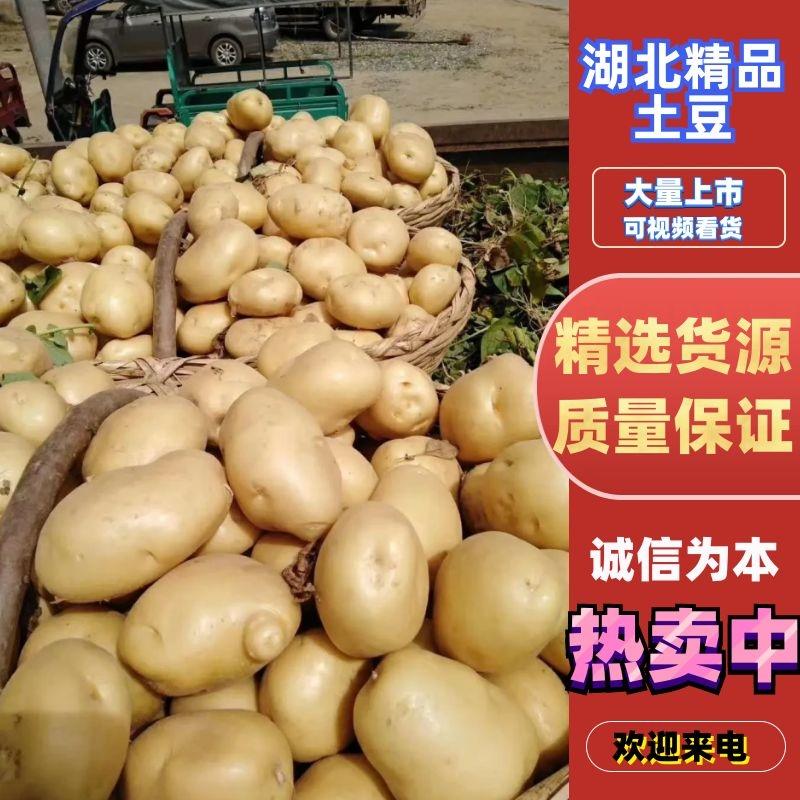 【土豆】湖北中薯5号土豆千亩基地持续供应品质保证