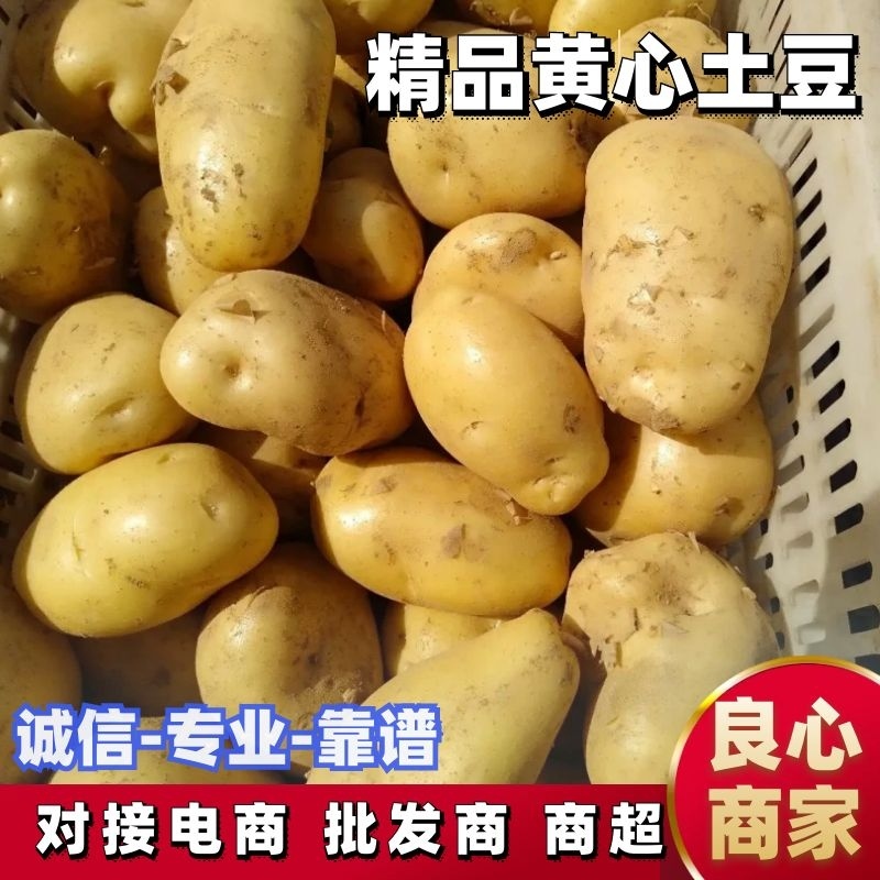 湖北黄心土豆实验一产地现挖现发可视频看货供全国