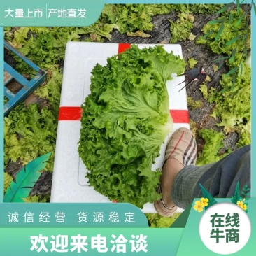 （热销）宁夏银川陆地生菜大量上市，质优价廉，寻求长期合作商！
