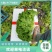 （热销）宁夏银川陆地生菜大量上市，质优价廉，寻求长期合作商！