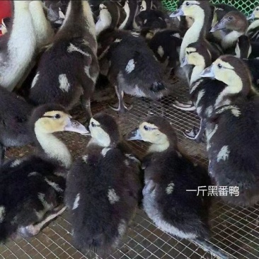 大种黑番鸭苗番鸭苗活体发货运输死亡包赔厂家直供打好疫苗