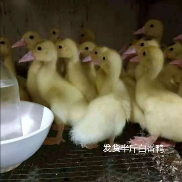 红脸白番鸭苗大种白番鸭厂家实力供货欢迎致电包技术指导