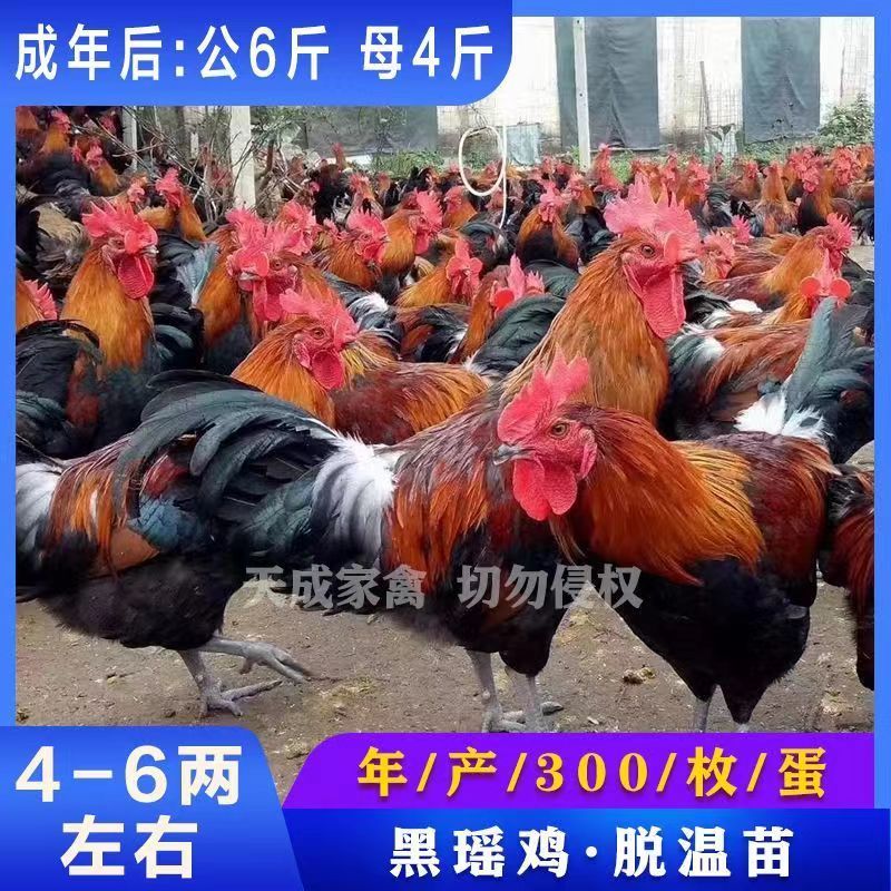 【正宗】黑瑶土鸡苗，防疫齐全，运输包活，货到满意在付款