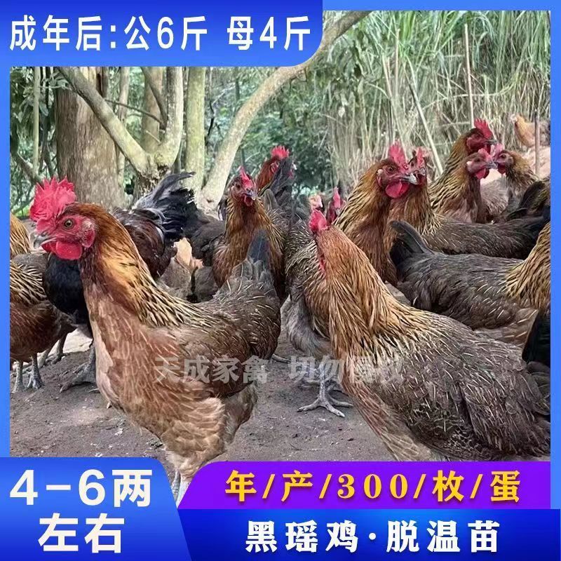 【正宗】黑瑶土鸡苗，防疫齐全，运输包活，货到满意在付款