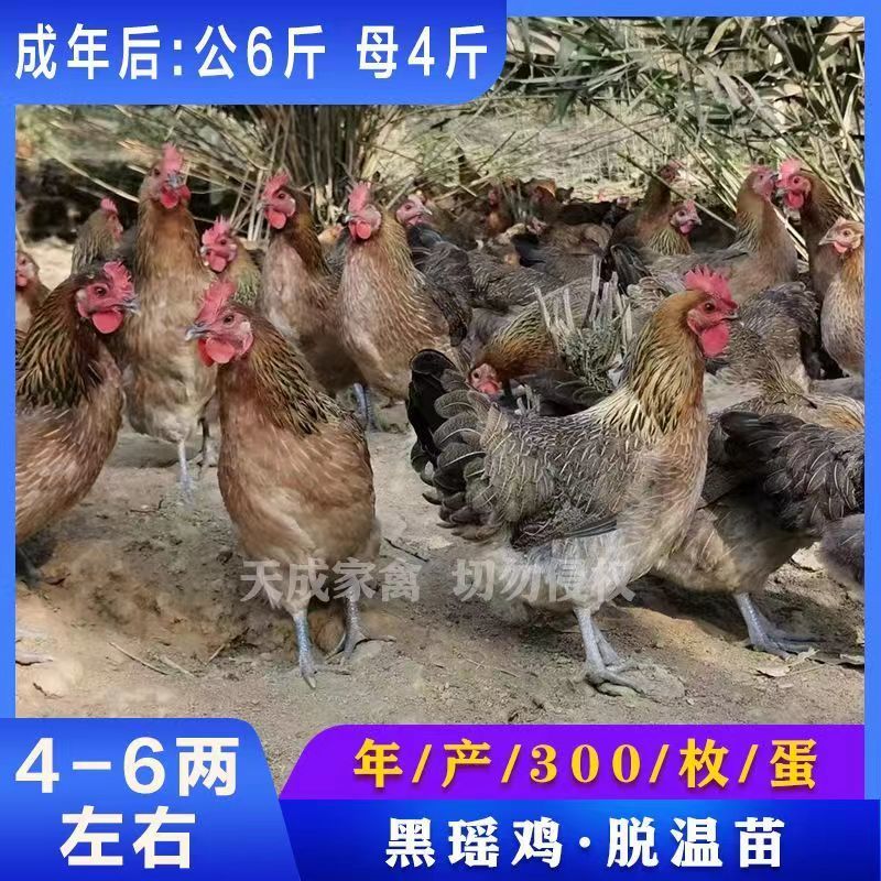 【正宗】黑瑶土鸡苗，防疫齐全，运输包活，货到满意在付款