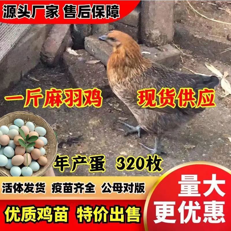 麻羽绿壳蛋鸡苗活体绿壳蛋鸡鸡苗包路损包活死亡包赔