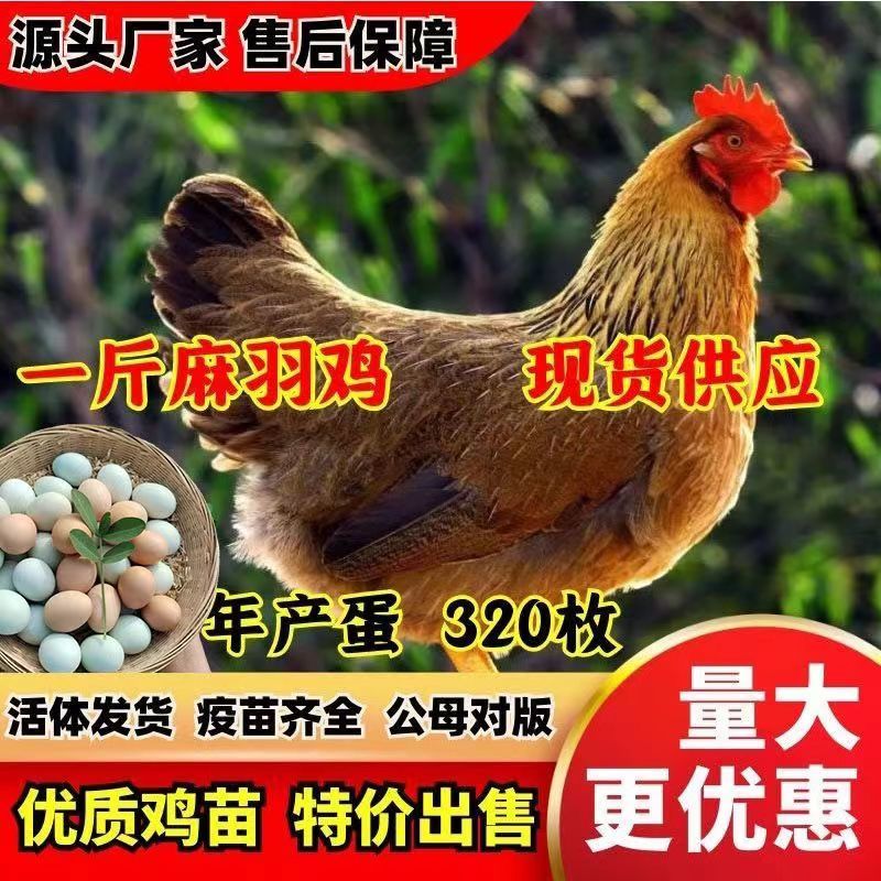 麻羽绿壳蛋鸡苗活体绿壳蛋鸡鸡苗包路损包活死亡包赔