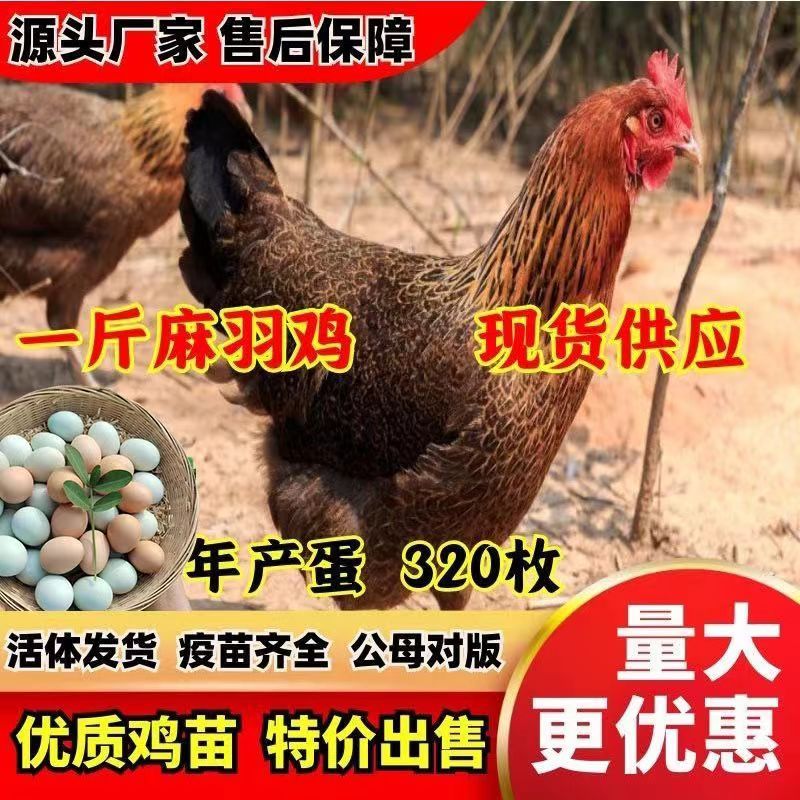 麻羽绿壳蛋鸡苗活体绿壳蛋鸡鸡苗包路损包活死亡包赔