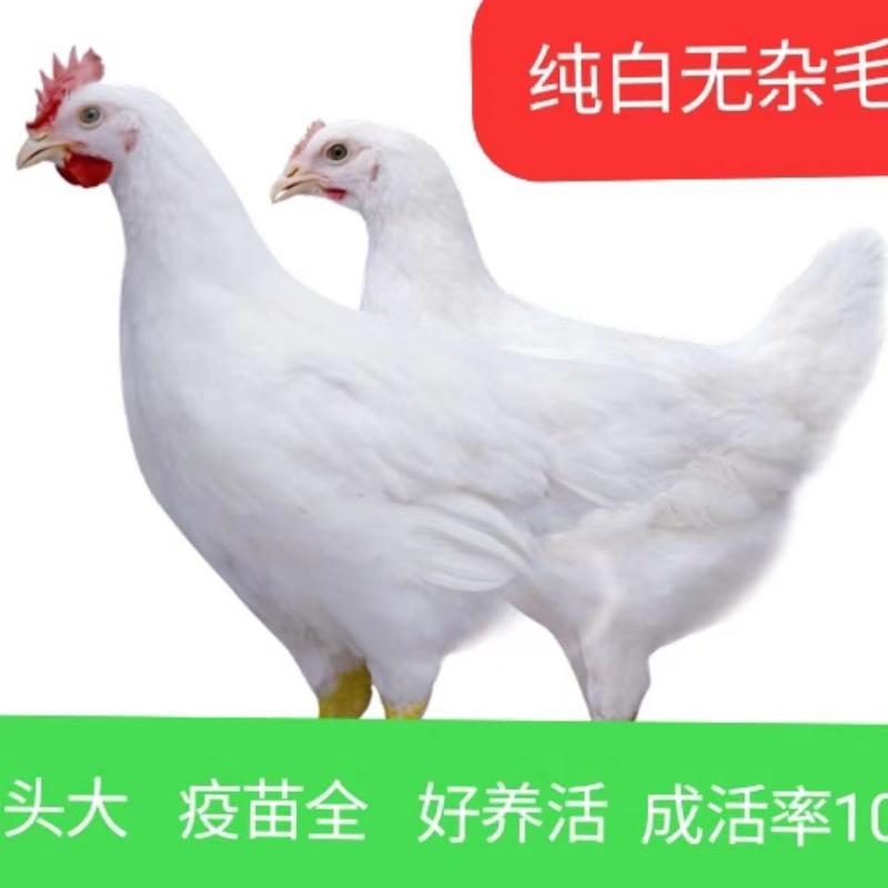 【热卖】白毛公鸡，一身纯白无杂毛，疫苗齐全，运输包活