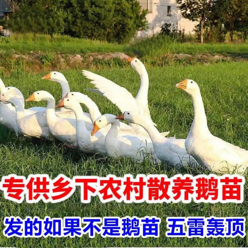【产蛋王】五龙鹅苗，疫苗齐全，运输死亡包赔