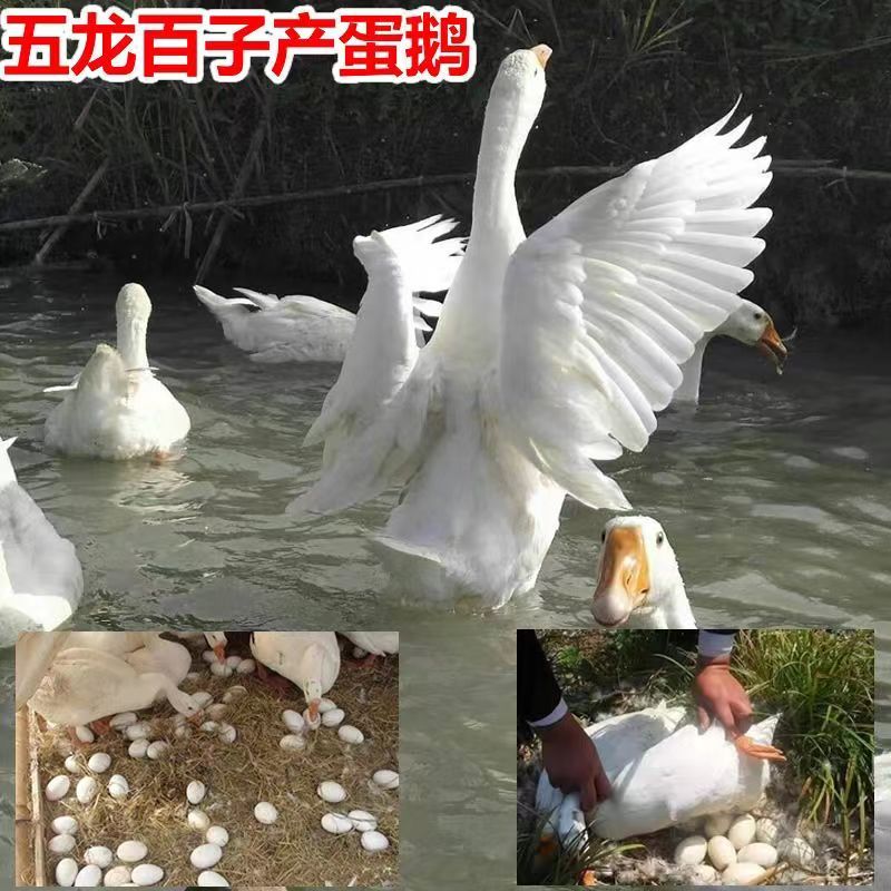 【产蛋王】五龙鹅苗，疫苗齐全，运输死亡包赔