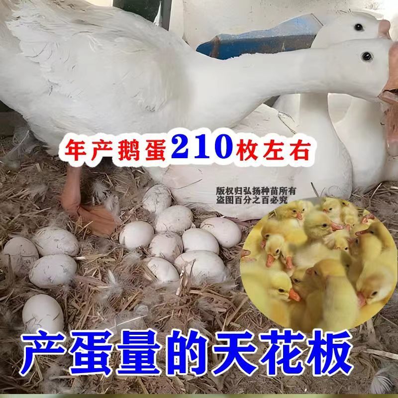 【产蛋王】五龙鹅苗，疫苗齐全，运输死亡包赔