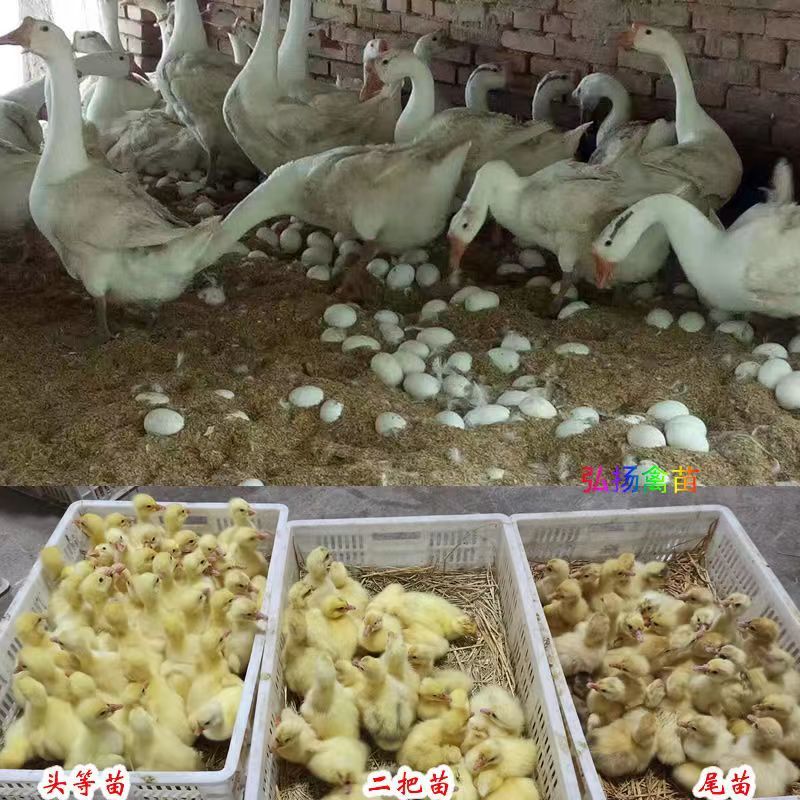【产蛋王】五龙鹅苗，疫苗齐全，运输死亡包赔