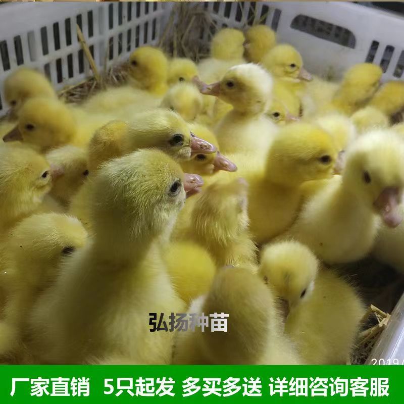 【产蛋王】五龙鹅苗，疫苗齐全，运输死亡包赔